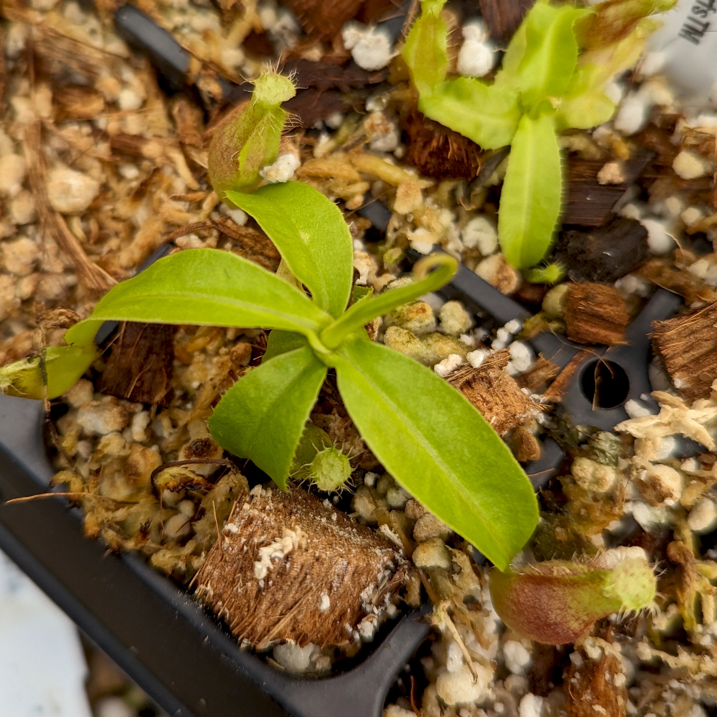 Nepenthes mirabilis var. echinostoma x {(Rokko x boschiana) x