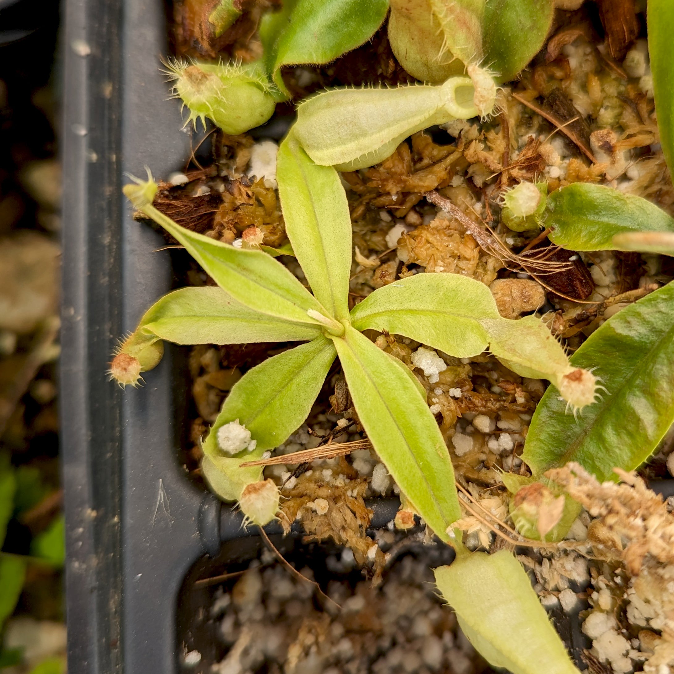 Nepenthes rafflesiana (JB x BE white), CAR-0387 – Carnivero