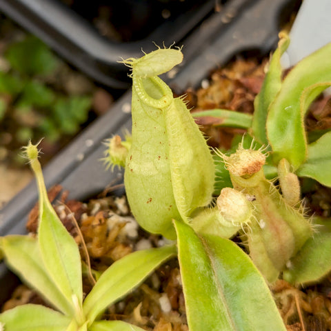 Nepenthes rafflesiana JB x BE white pitcher plant with pale green elongated pitcher and fringed mouth