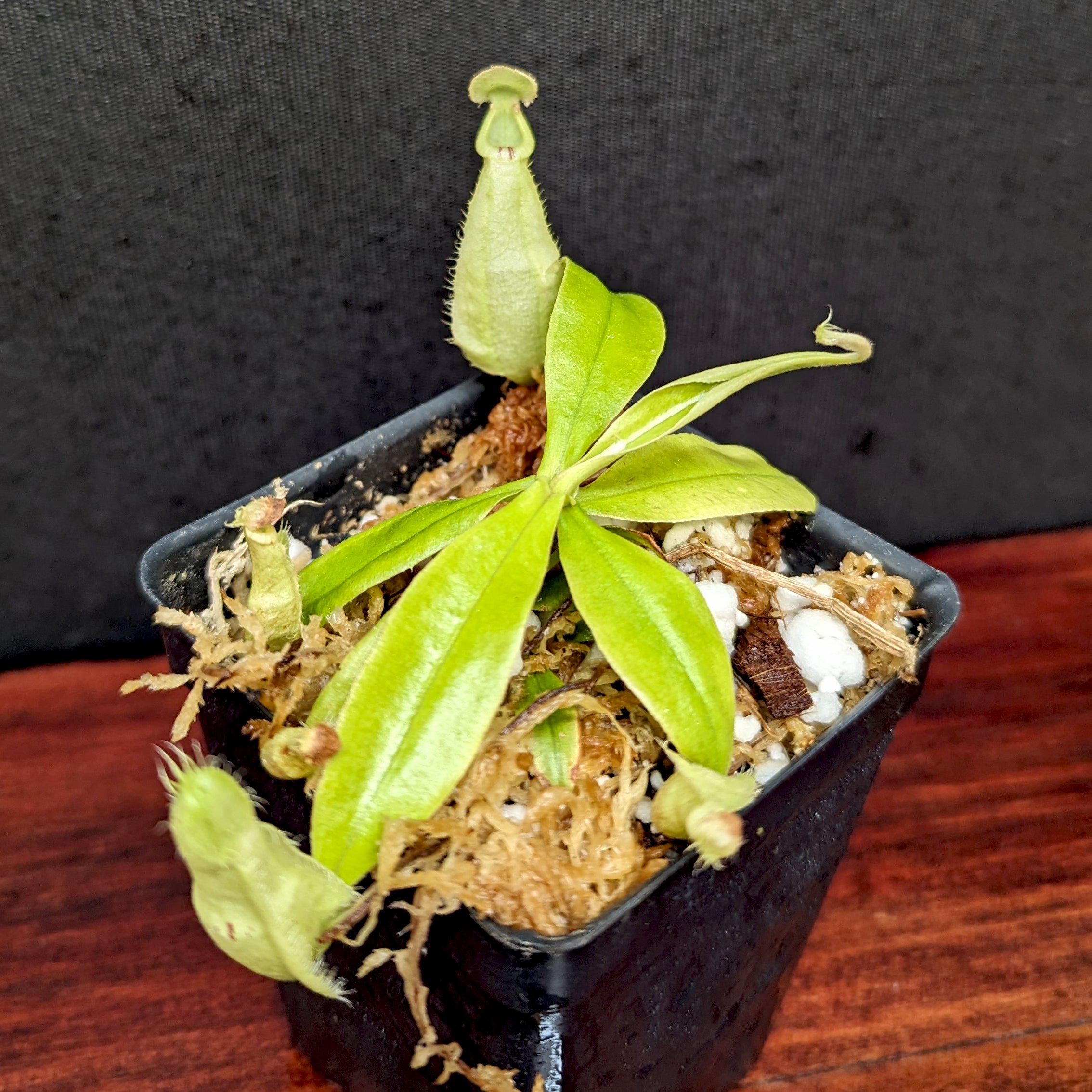 Nepenthes rafflesiana (JB x BE white), CAR-0387 – Carnivero