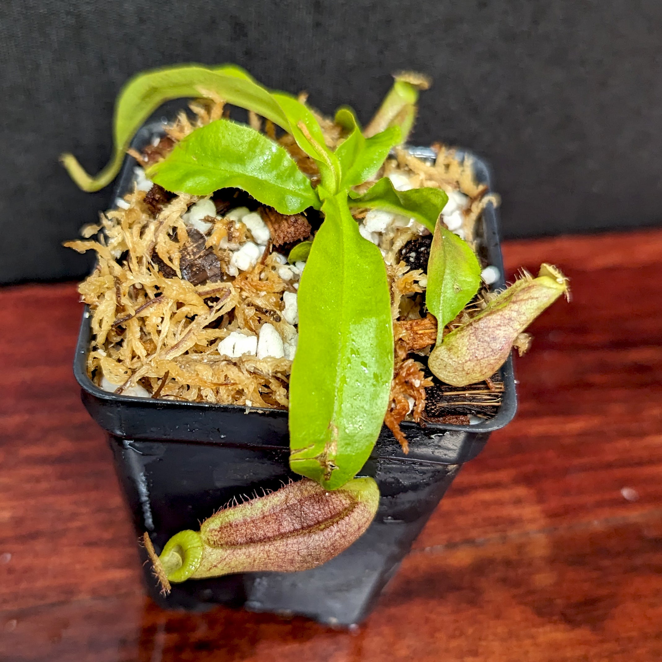 Nepenthes mirabilis var. echinostoma x {(Rokko x boschiana) x