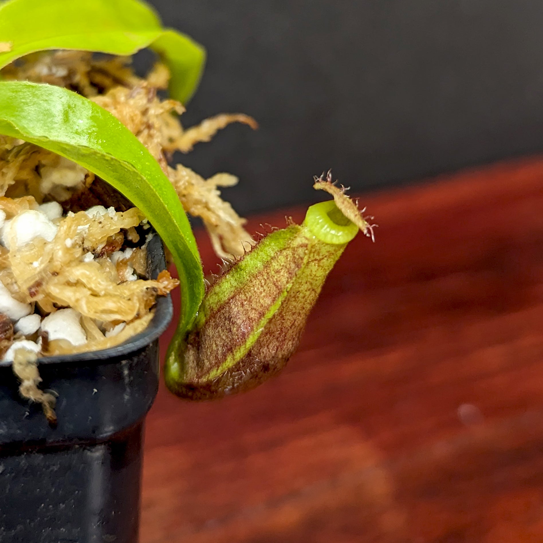 Nepenthes mirabilis var. echinostoma x {(Rokko x boschiana) x