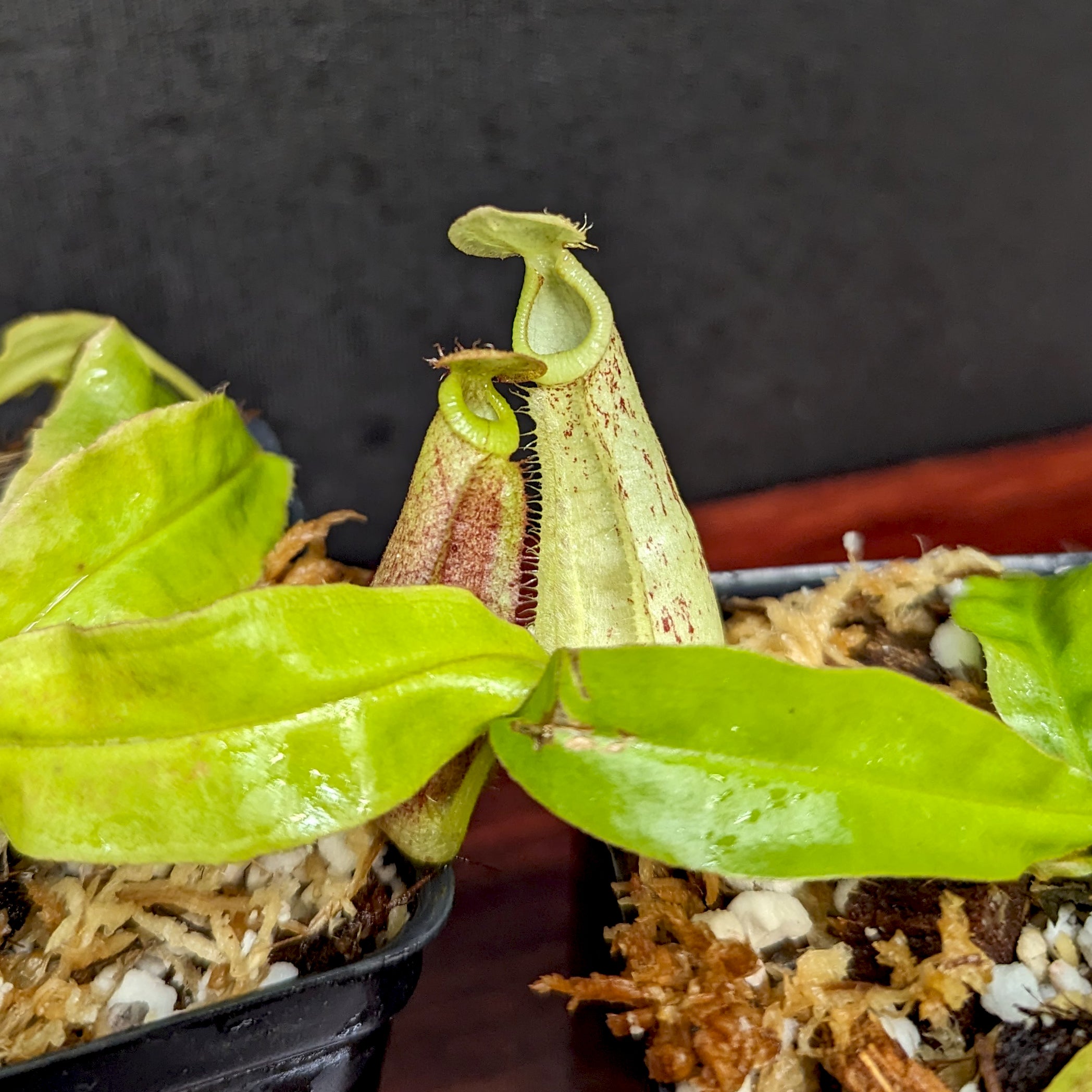 Nepenthes mirabilis var. echinostoma x {(Rokko x boschiana) x