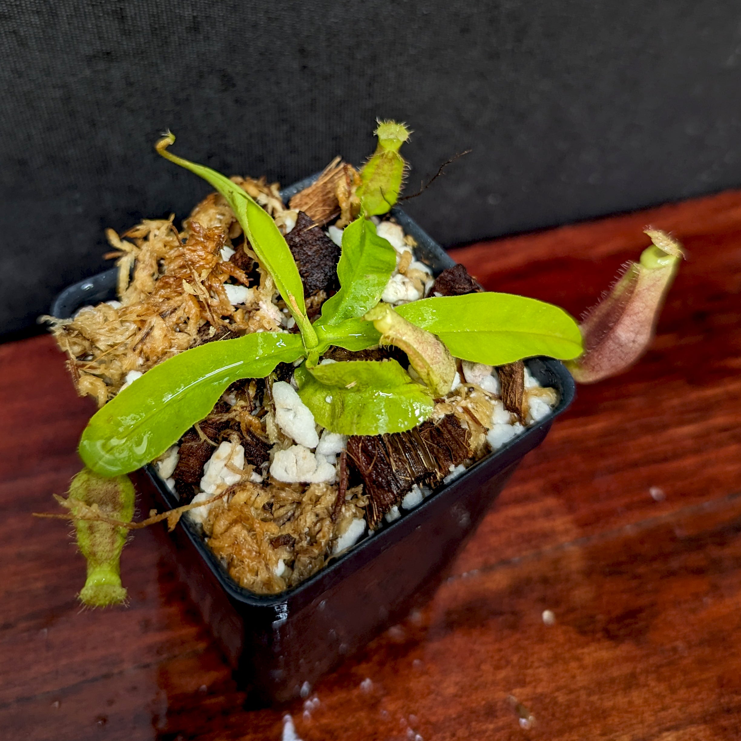 Nepenthes mirabilis var. echinostoma x {(Rokko x boschiana) x