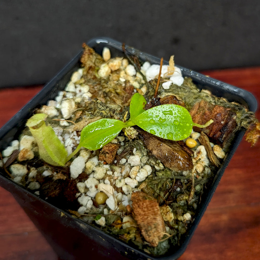 
                      
                        Nepenthes [(lowii x veitchii) x boschiana]-yellow x [(lowii x veitchii) x (bicalcarata x camp)], CAR-0078, pitcher plant, carnivorous plant, collectors plant, large pitchers, rare plants
                      
                    