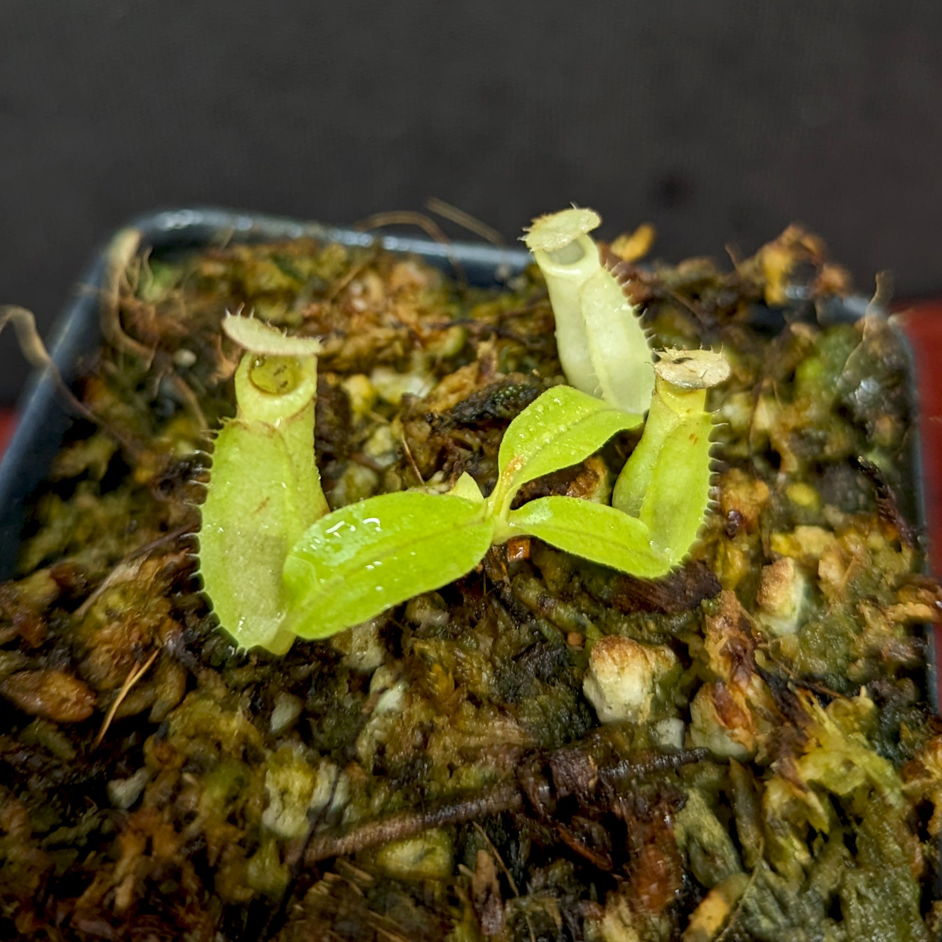 Nepenthes bicalcarata x Viking – Carnivero