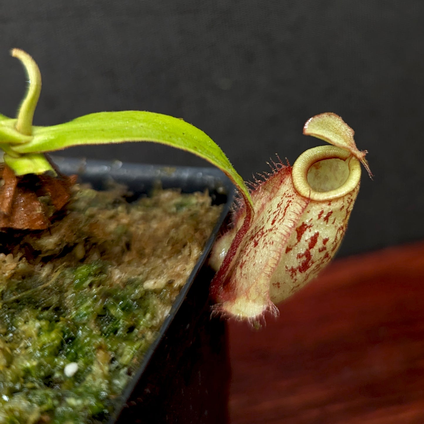 Nepenthes ('Viking' x ampullaria) x ampullaria "Fire", CAR-0389
