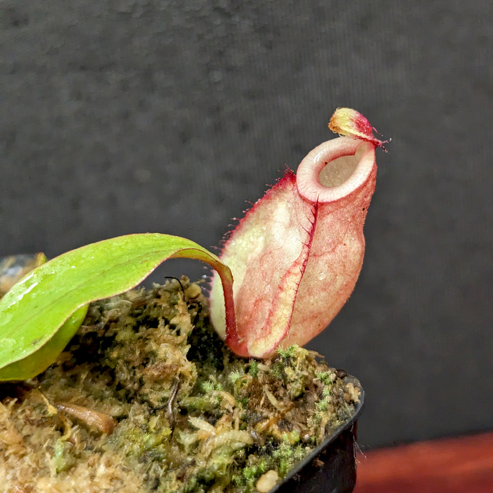 
                      
                        Nepenthes ('Viking' x ampullaria) x ampullaria "Fire", CAR-0389
                      
                    