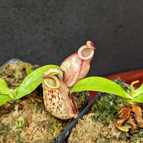 Nepenthes Fire hybrid pitcher plant with pale pink speckled pitcher and green leaves in a mossy pot