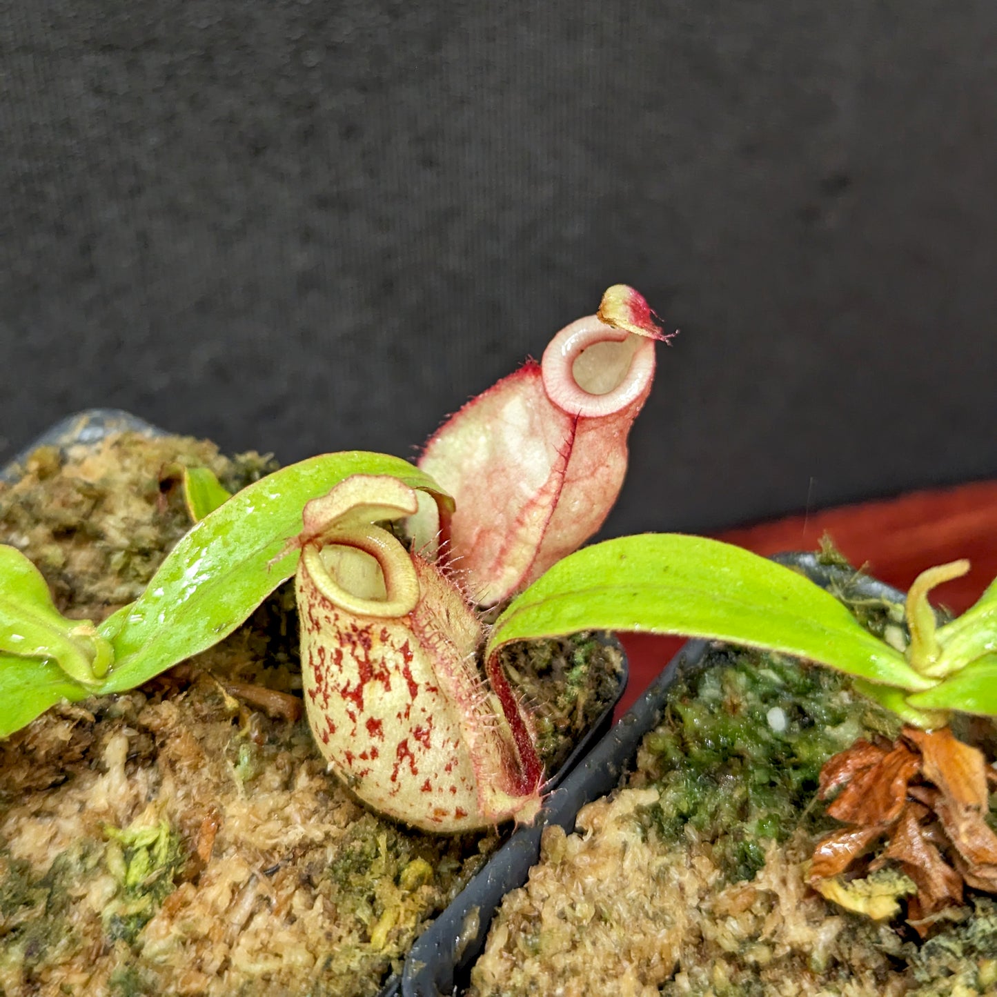 Nepenthes ('Viking' x ampullaria) x ampullaria "Fire", CAR-0389