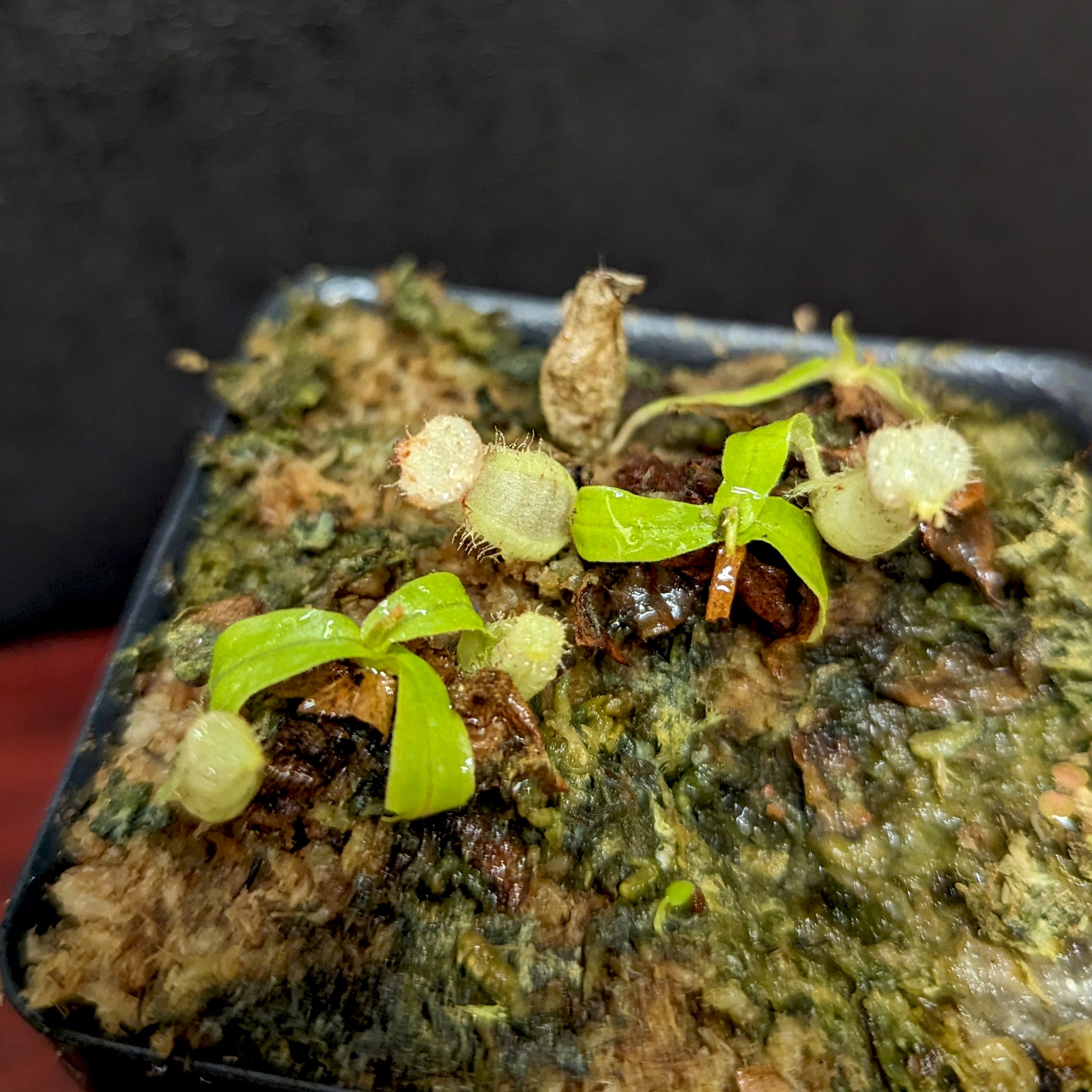 NEPENTHES in print 複数号セット売り アーカイブ NEPENTHES in print 複数号セット売り アーカイブ NEPENTHES in print