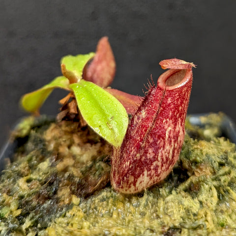 Nepenthes Lady Luck x ampullaria Black Miracle with a red maroon pitcher and bright green leaves on a mossy pot.