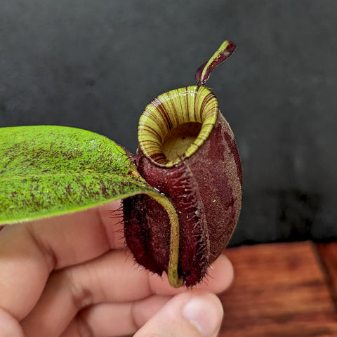 Close up of a maroon Nepenthes ampullaria pitcher with a yellow striped rim and a small lid