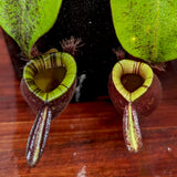 Nepenthes ampullaria (Red x Black Miracle)