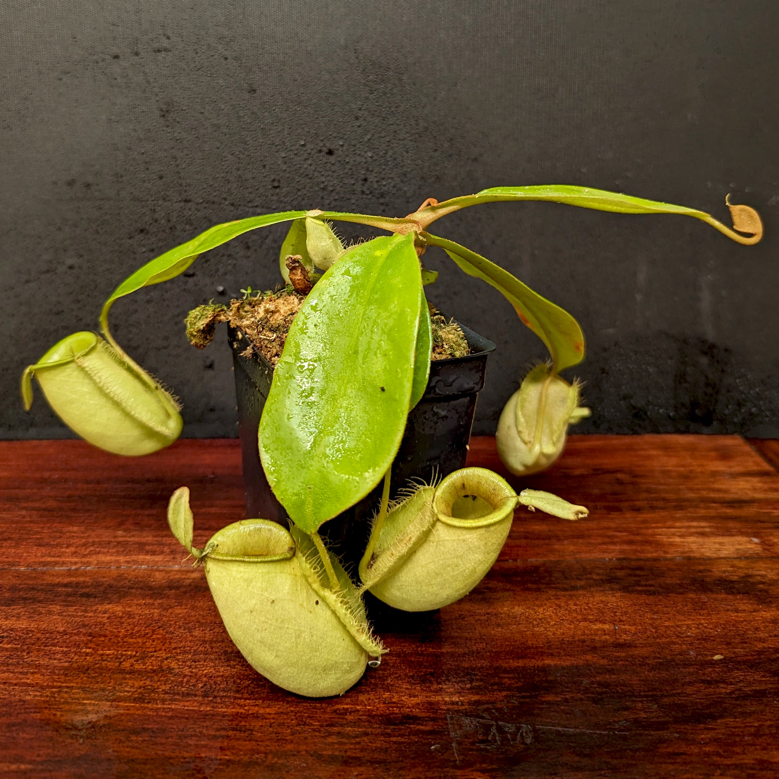 アガベ　no name Nepenthes ampullaria (Red XC x 'Black Miracle'), CAR-0773 – Carnivero