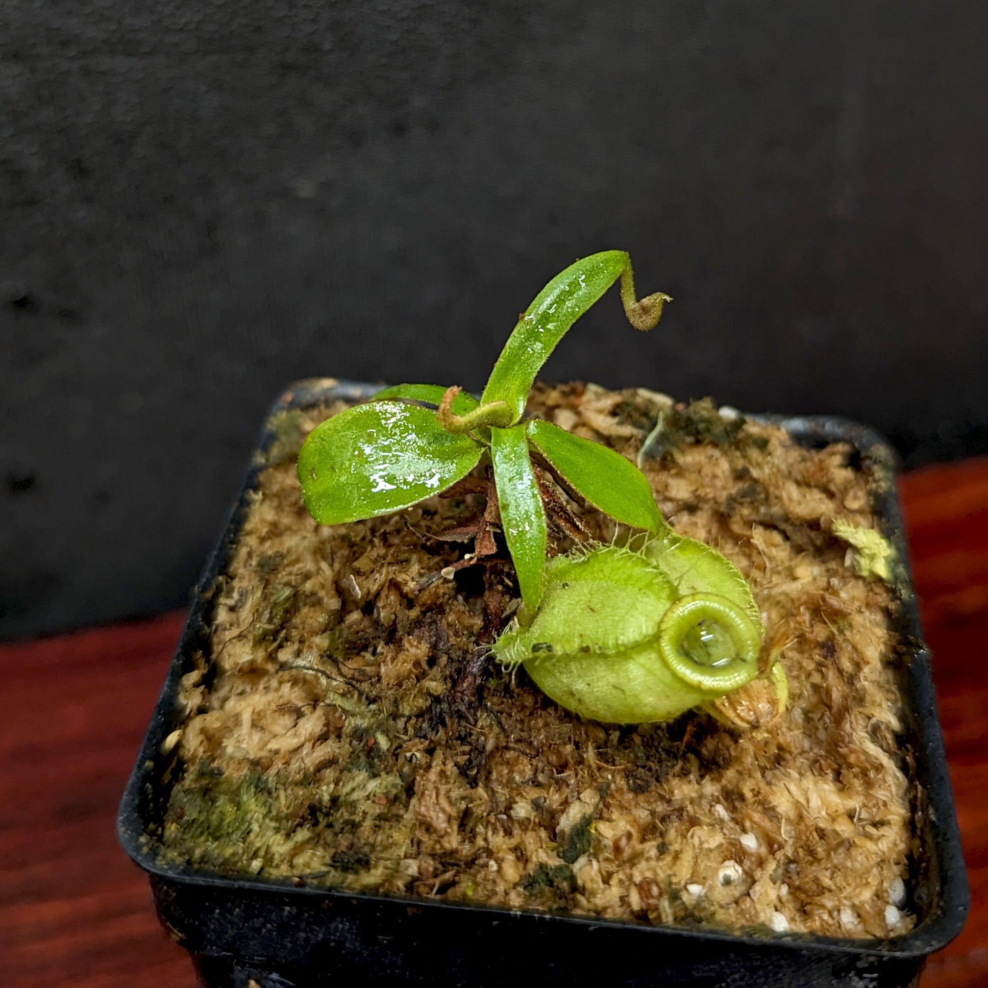 Nepenthes ampullaria (Red XC x 'Black Miracle'), CAR-0773 – Carnivero