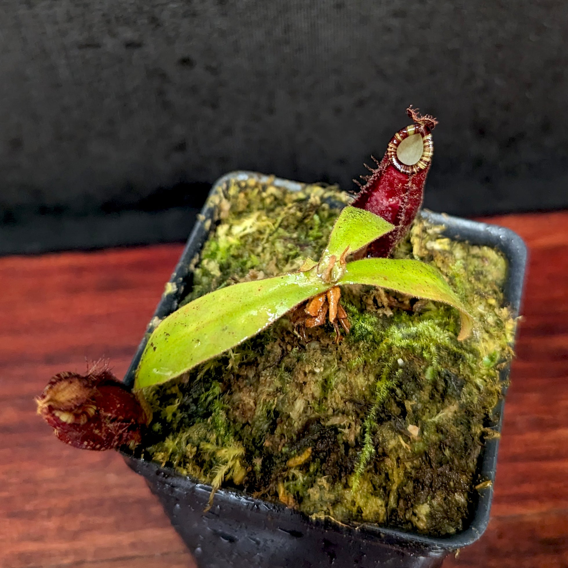Nepenthes ampullaria (Red XC x 'Black Miracle'), CAR-0773 – Carnivero