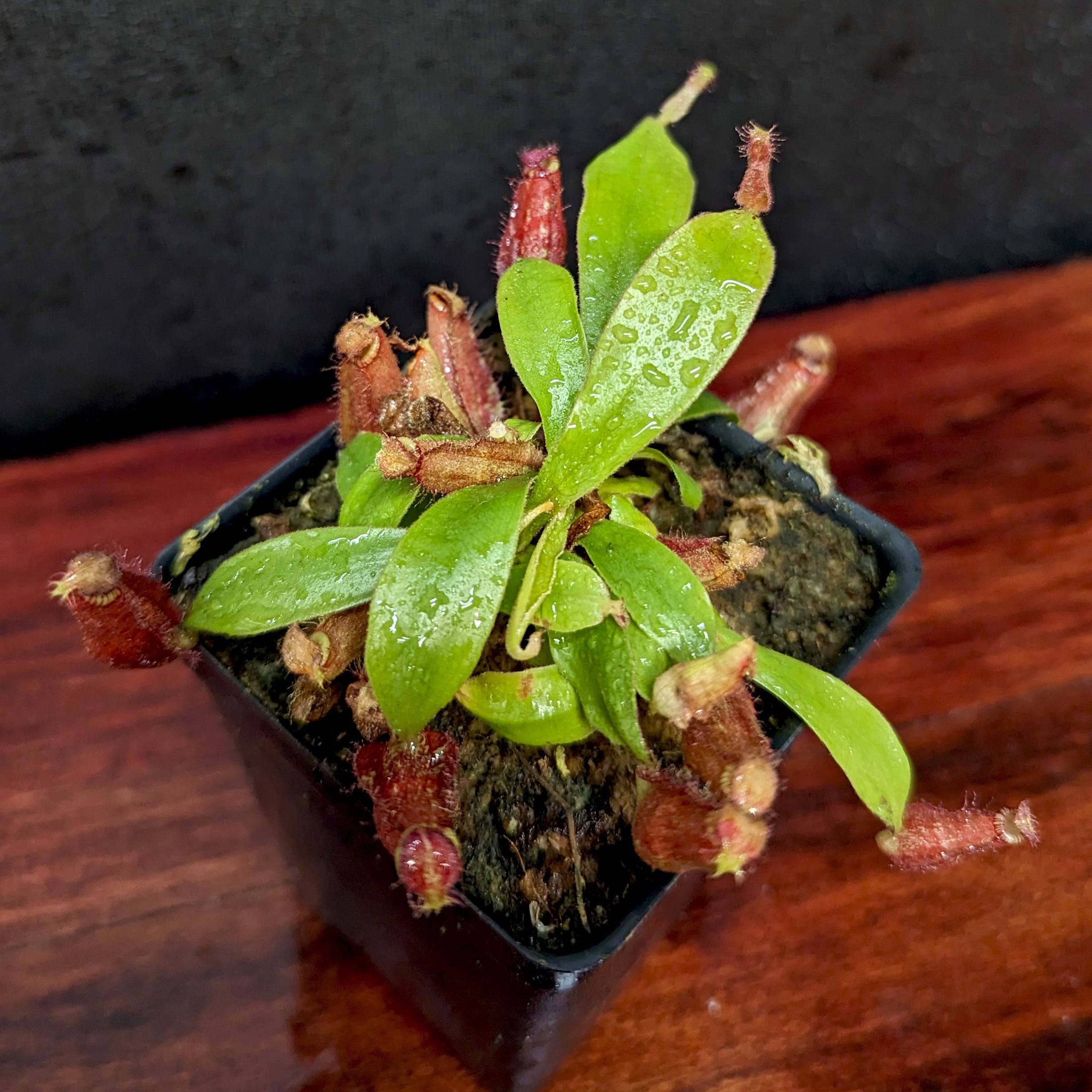 花瓶 konect red fang Nepenthes ampullaria (Red XC x 'Black Miracle'), CAR-0773 – Carnivero