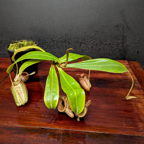 Nepenthes ampullaria Nabire Bronze BE-3304 with long green leaves and bronze pitchers on a wooden surface
