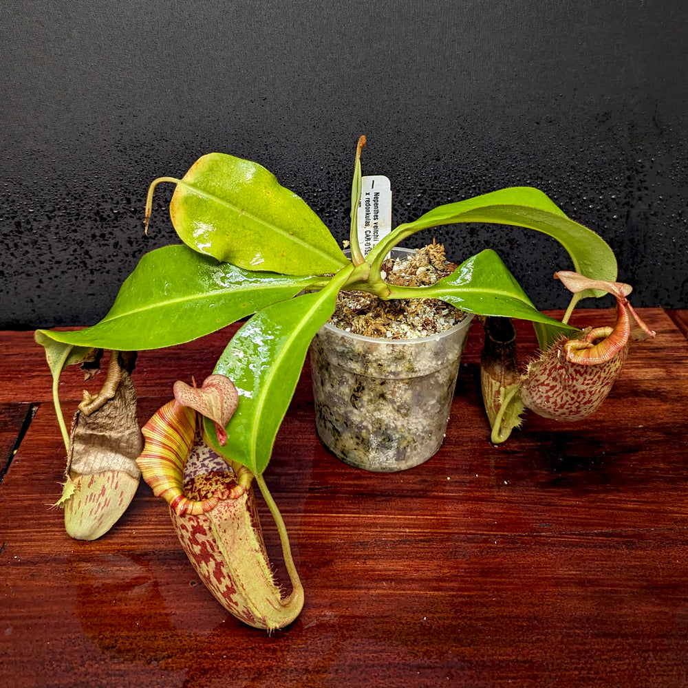 
                      
                        Nepenthes veitchii "Big Mama" x Redonkulas, CAR-0152
                      
                    