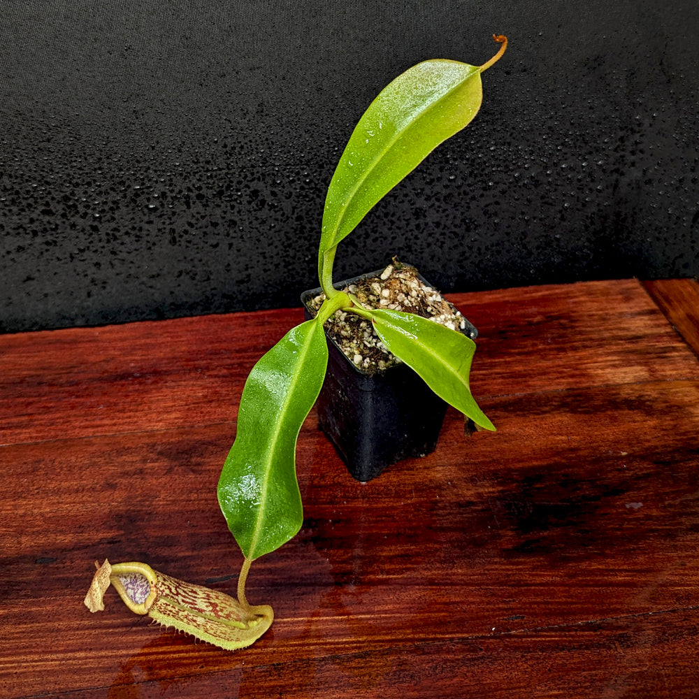 
                      
                        Nepenthes (Rokko x boschiana) x platychila, CAR-0156
                      
                    