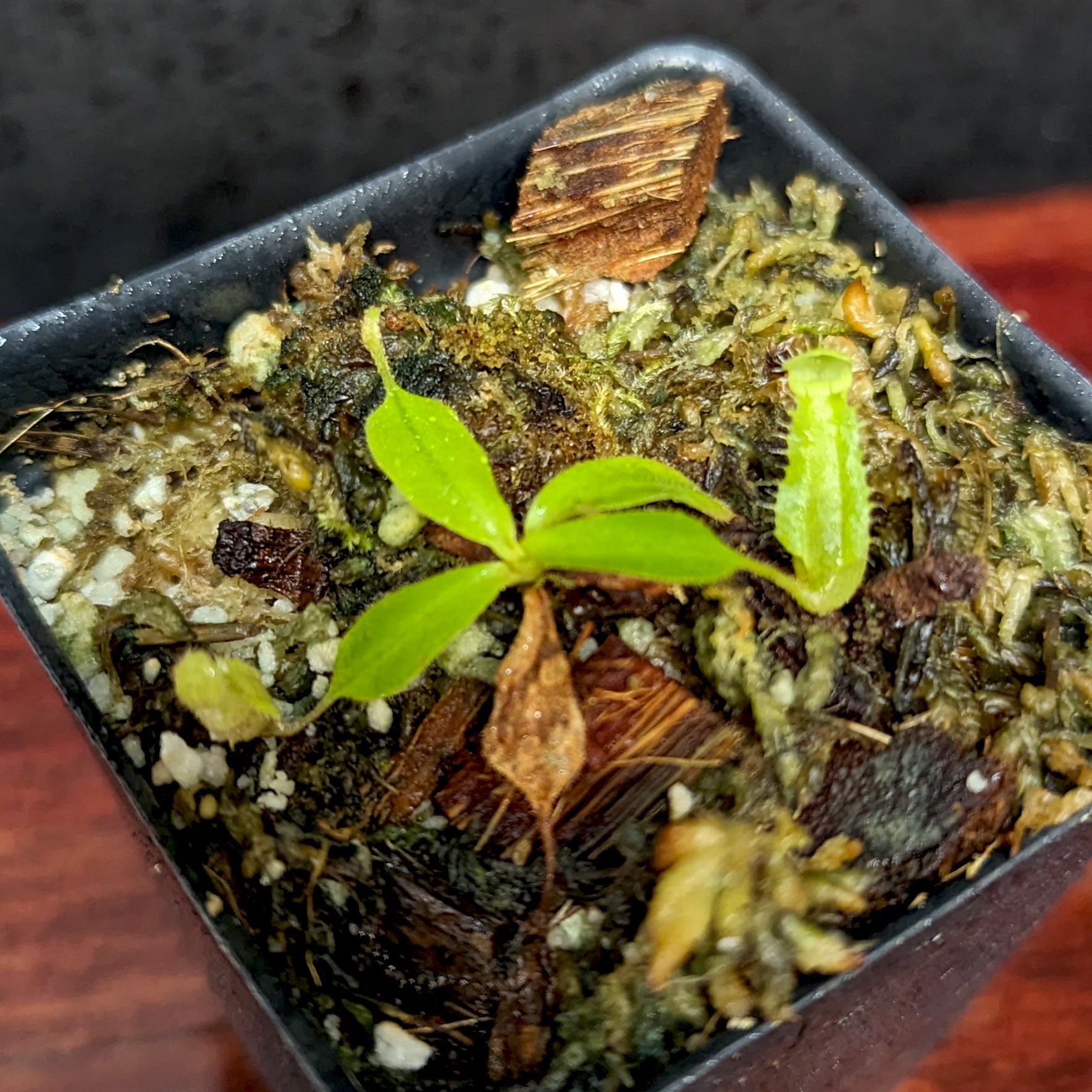 チェリー Nepenthes [(lowii x veitchii) x boschiana] -Red Ruffled x clipeata