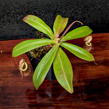 Nepenthes smilesii x {bellii x [(veitchii x maxima) x veitchii]}