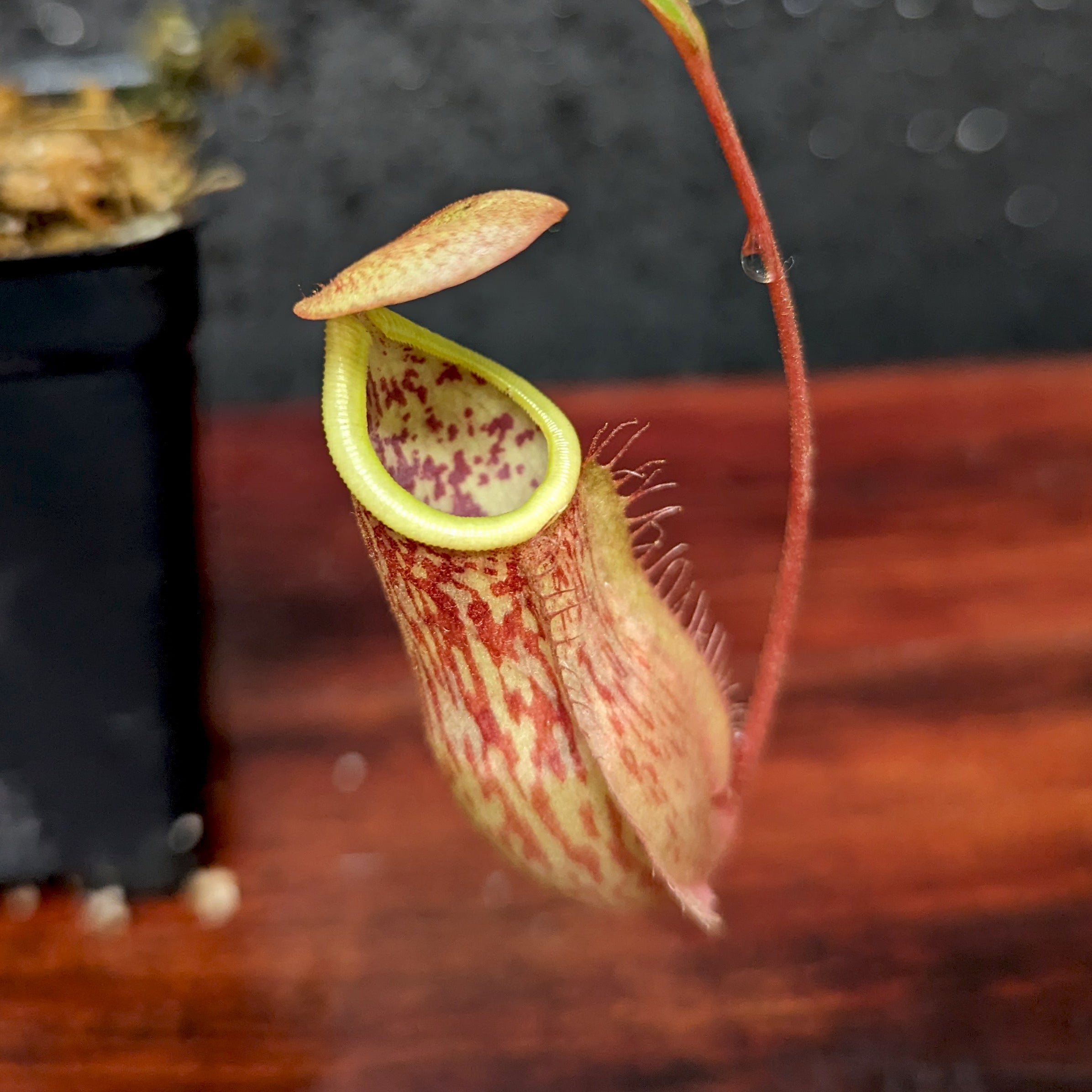 Nepenthes smilesii x {bellii x [(veitchii x maxima) x veitchii