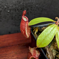 Nepenthes ampullaria [(William's Red x Harlequin) x purple stripe #1], CAR-0393