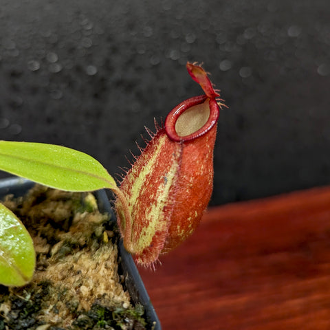 Close up of a red Nepenthes ampullaria pitcher with curved neck and hairy fringe on a young plant