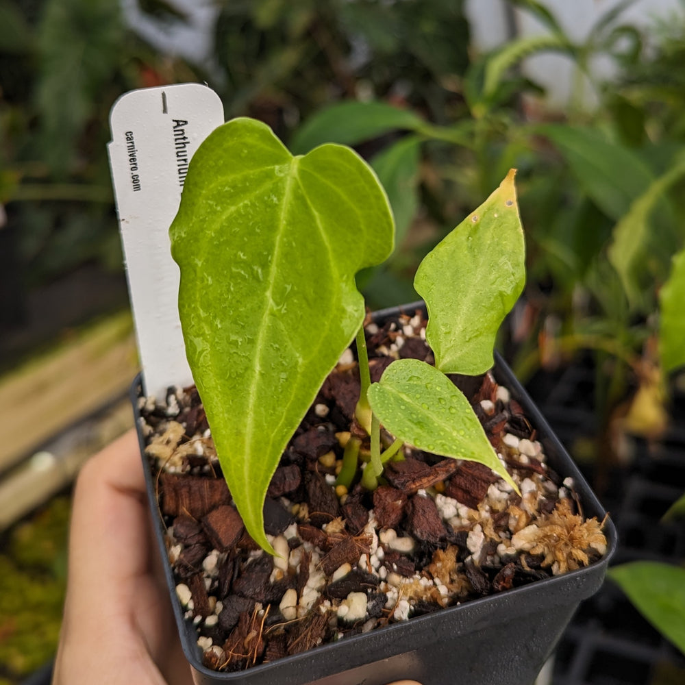 anthurium delta force for sale Anthurium 'Delta Force' – Carnivero