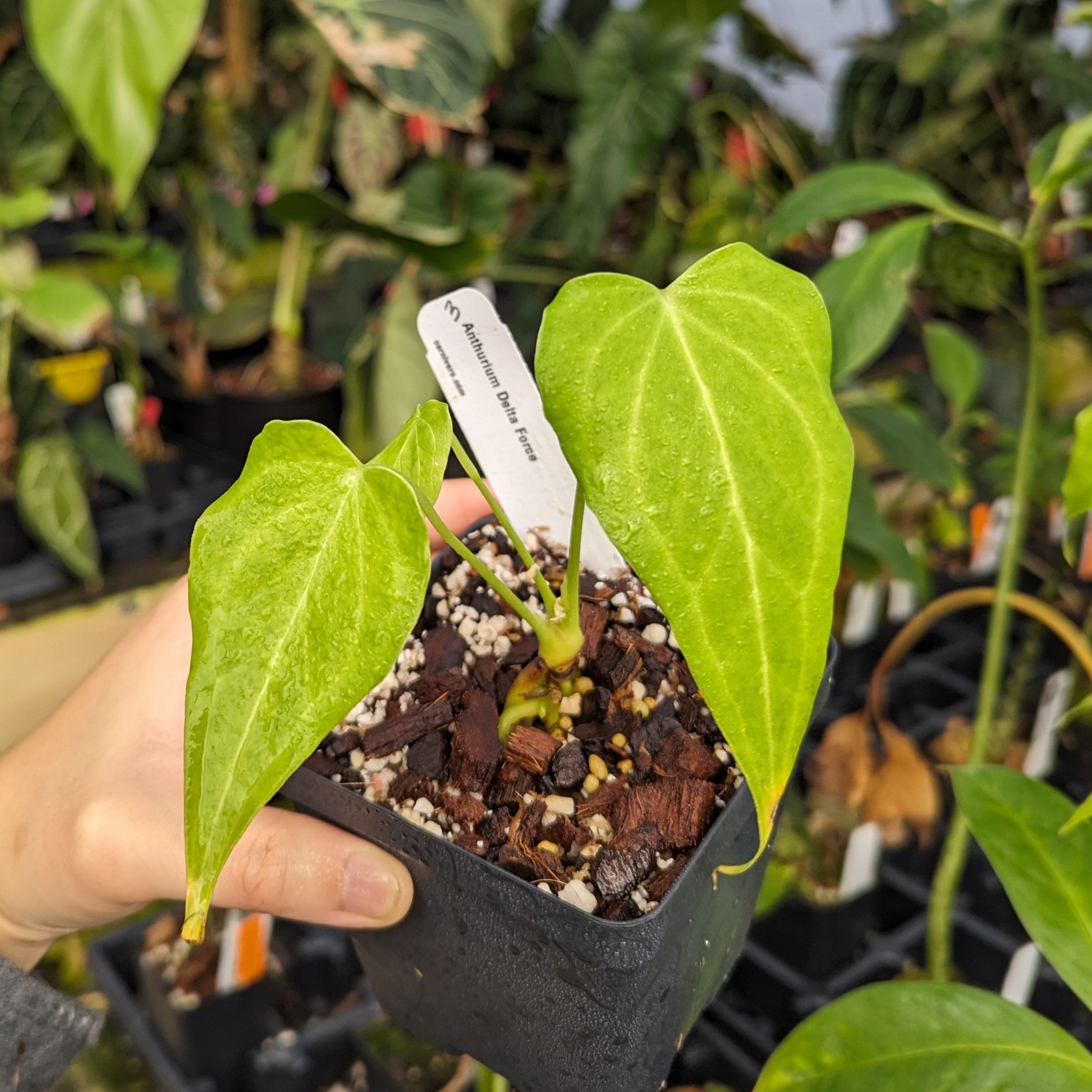 Anthurium 'Delta Force' – Carnivero