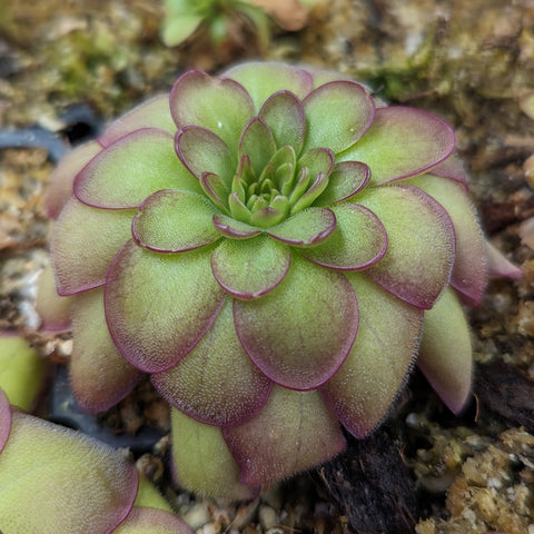 Butterwort Pinguicula laueana CP3 rosette with lime green leaves and purple margins.