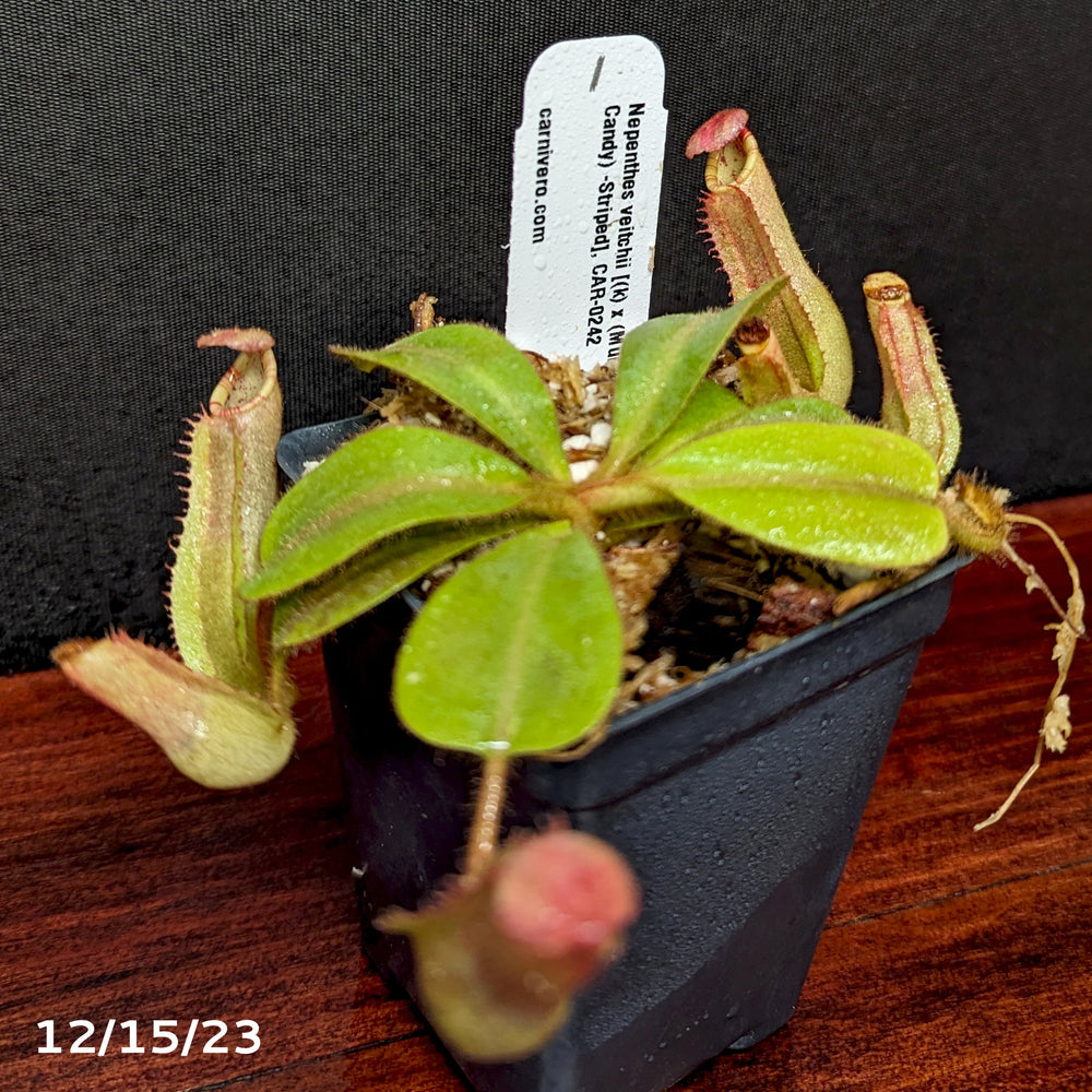 
                      
                        Nepenthes veitchii [(k) x (Murud x Candy) -Striped], CAR-0242 - Exact Plant 12/15/23
                      
                    
