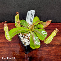 Nepenthes veitchii [(k) x (Murud x Candy) -Striped], CAR-0242 - Exact Plant 12/15/23