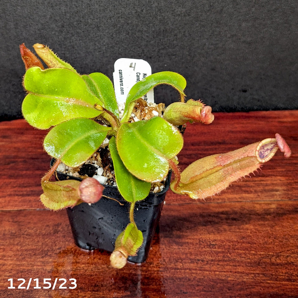 
                      
                        Nepenthes veitchii [(k) x (Murud x Candy) -Striped], CAR-0242 - Exact Plant 12/15/23
                      
                    