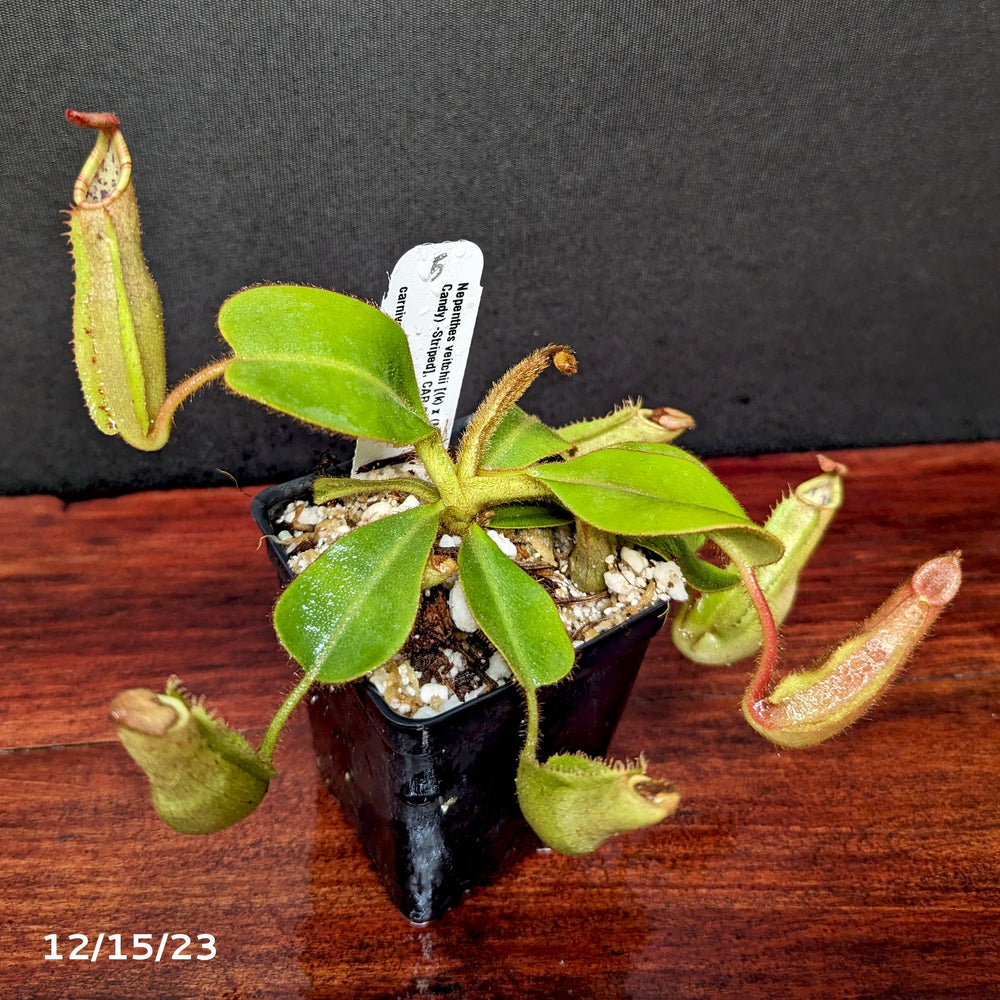 
                      
                        Nepenthes veitchii [(k) x (Murud x Candy) -Striped], CAR-0242 - Exact Plant 12/15/23
                      
                    