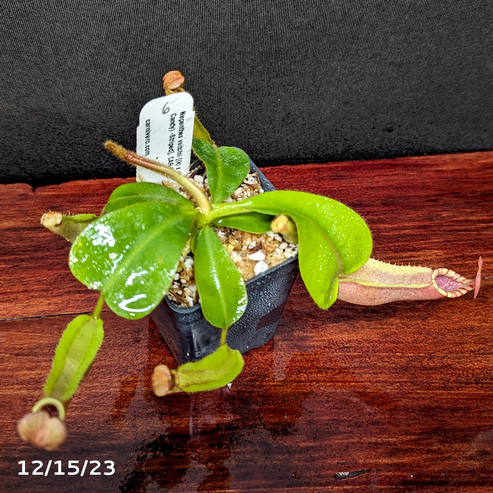 
                      
                        Nepenthes veitchii [(k) x (Murud x Candy) -Striped], CAR-0242 - Exact Plant 12/15/23
                      
                    
