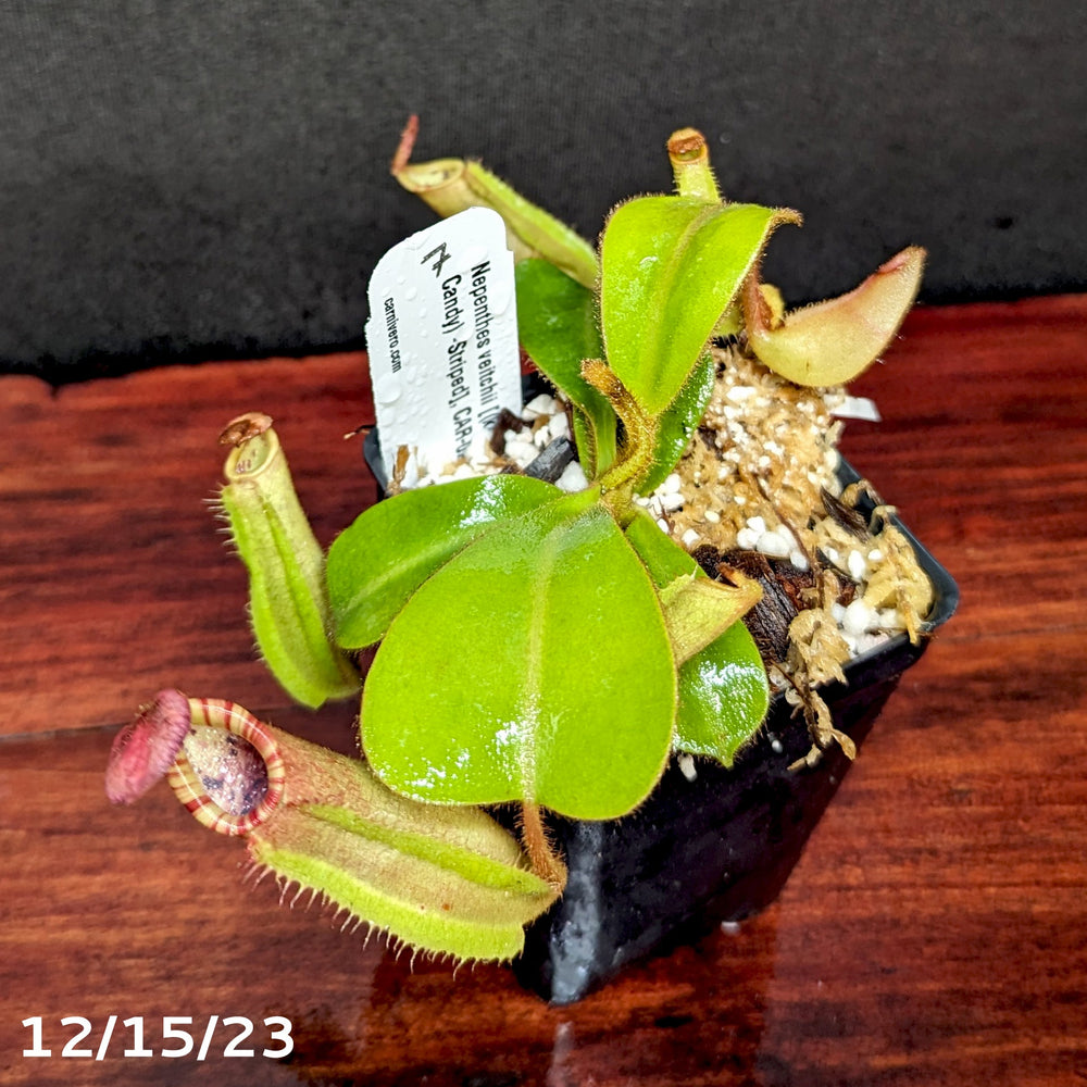 
                      
                        Nepenthes veitchii [(k) x (Murud x Candy) -Striped], CAR-0242 - Exact Plant 12/15/23
                      
                    