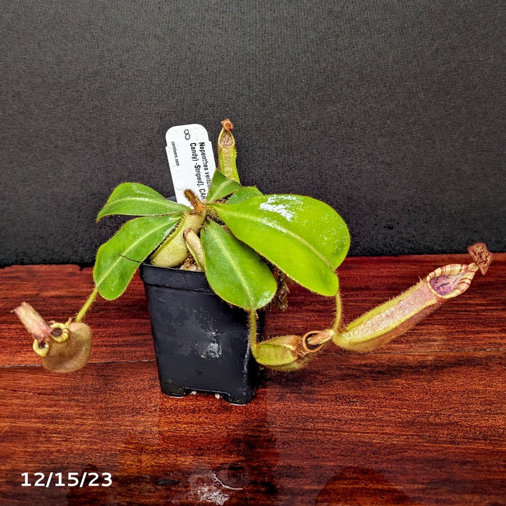 
                      
                        Nepenthes veitchii [(k) x (Murud x Candy) -Striped], CAR-0242 - Exact Plant 12/15/23
                      
                    