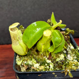 Nepenthes (truncata x campanulata) x veitchii 'Bareo Squat', CAR-0384
