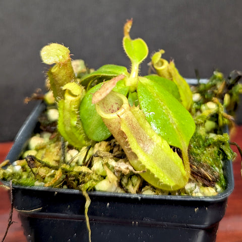 Nepenthes Bareo Squat pitcher plant in a small black pot with bright green pitchers and new growth