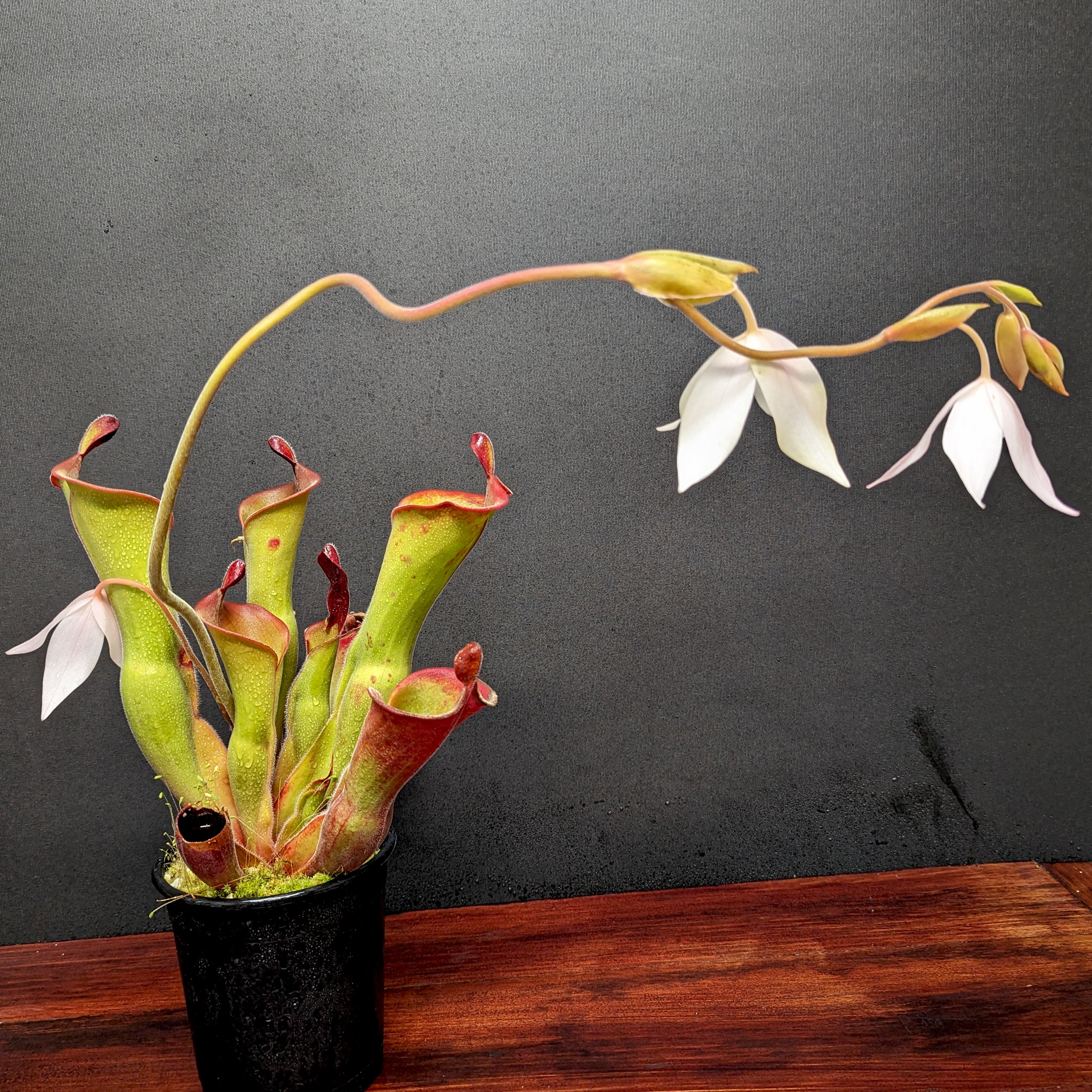 Healuhria ハーフスパ Heliamphora ionasi (Killer/RG) x parva (hairy) – Carnivero