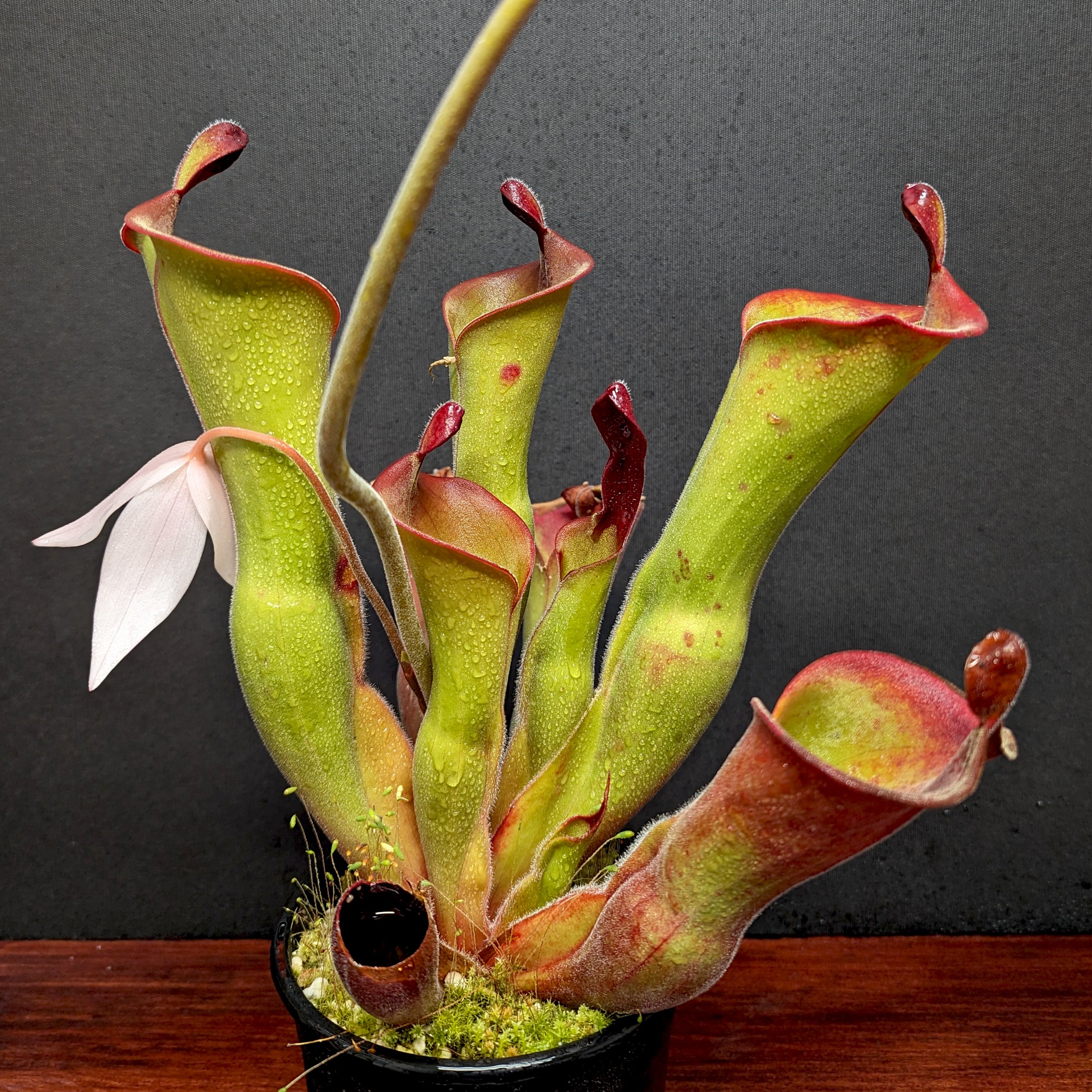 Heliamphora ionasi (Killer/RG) x parva (hairy) – Carnivero