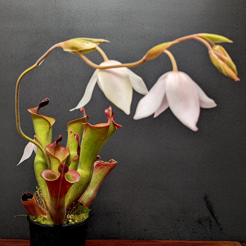 Heliamphora ionasi x parva hairy with tall green pitchers and pale pink hanging flowers