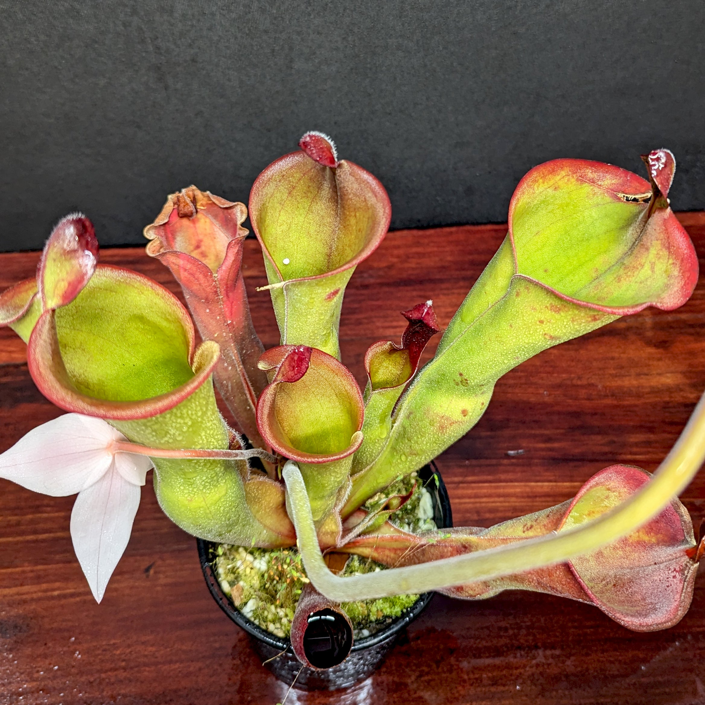 x Heliamphora ionasi Potted, Gallon C Heliamphora ionasi (2004) x