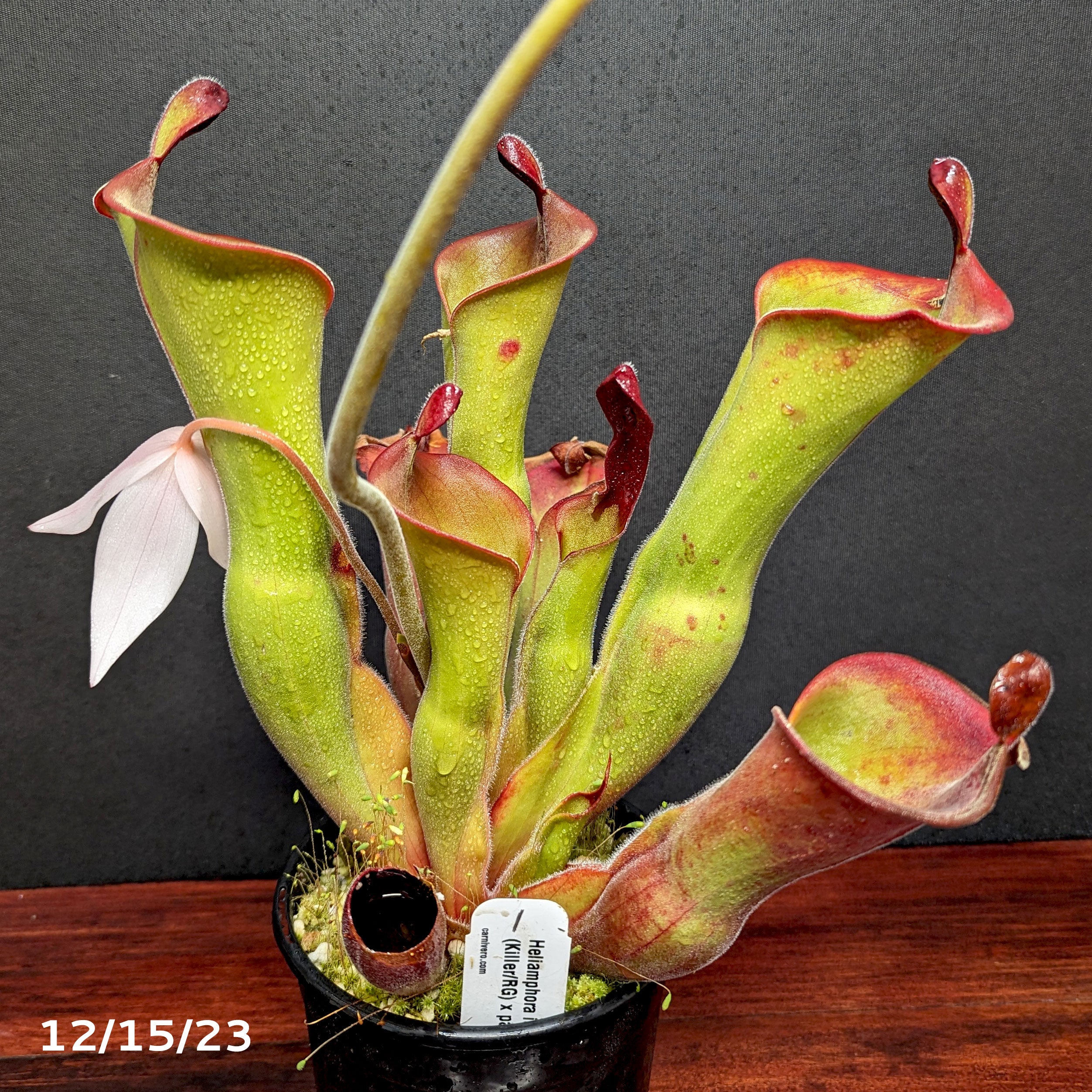 Heliamphora ionasi (Killer/RG) x parva (hairy) – Carnivero