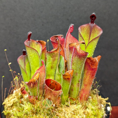 Cluster of Heliamphora parva clone 13/3 red pitchers emerging from moss in a small pot.