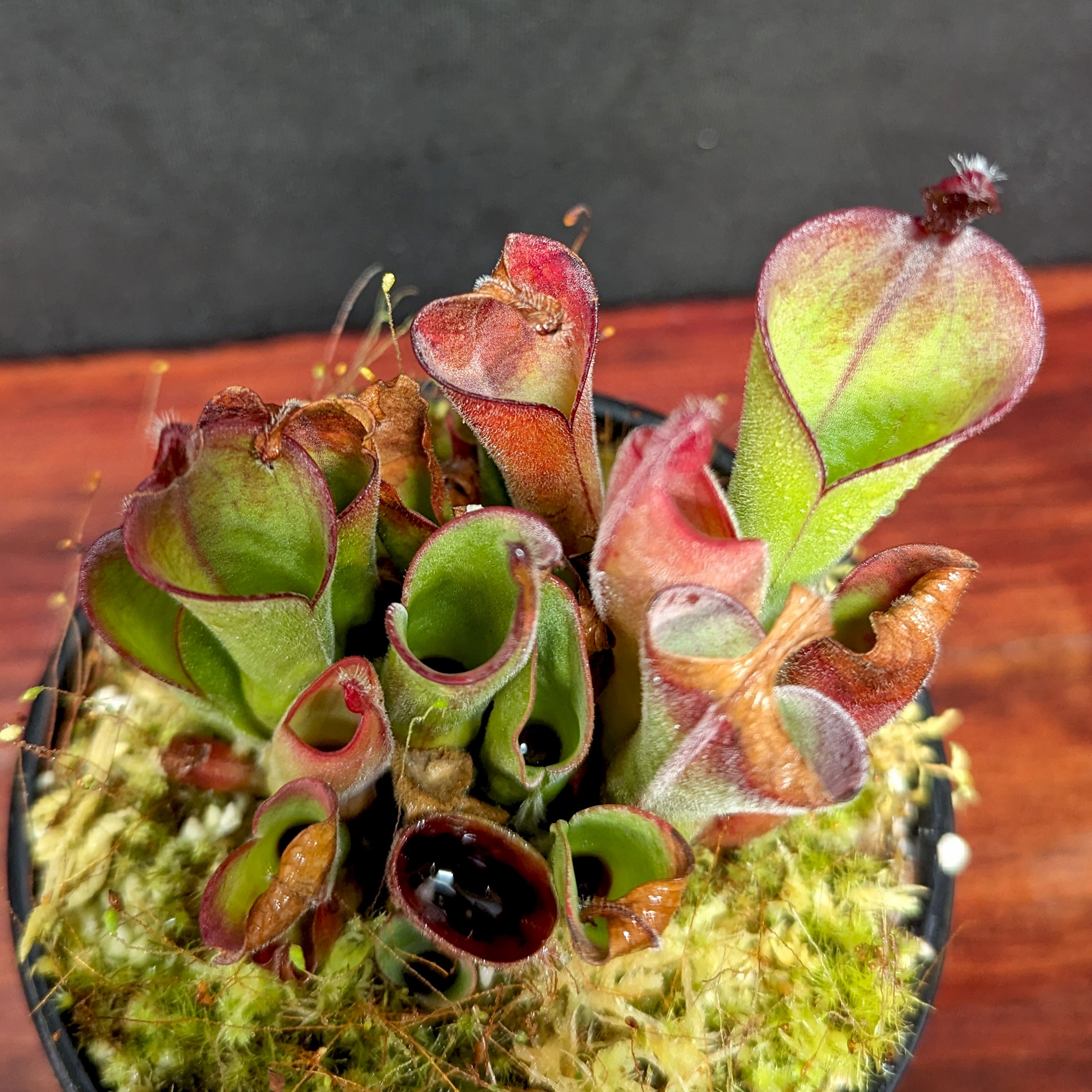 Heliamphora parva clone 13/3 (red) - Exact Plant 12/15/23 – Carnivero