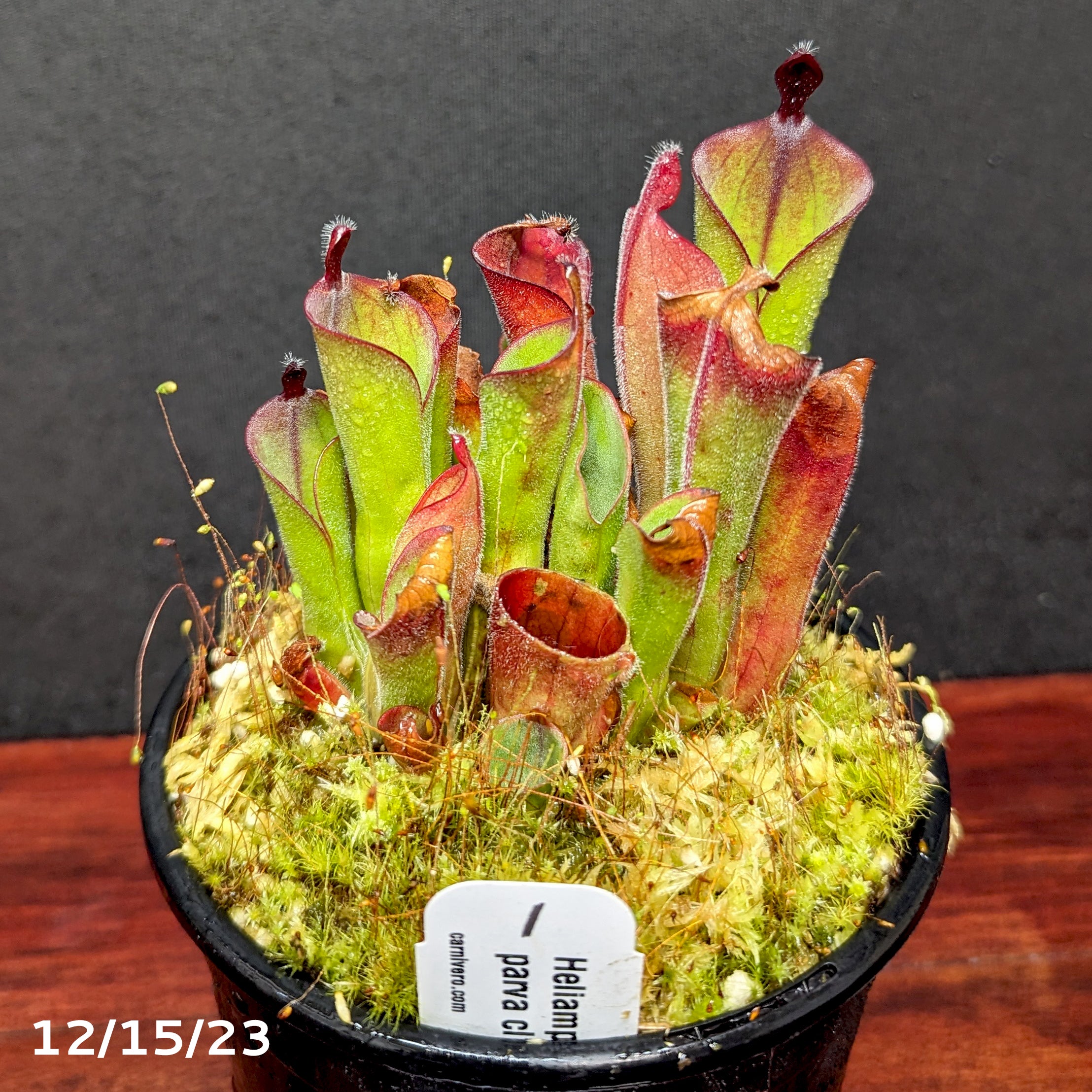 heliamphora unchnata × parva AW Heliamphora parva clone 13/3 (red) - Exact Plant 12/15/23 – Carnivero